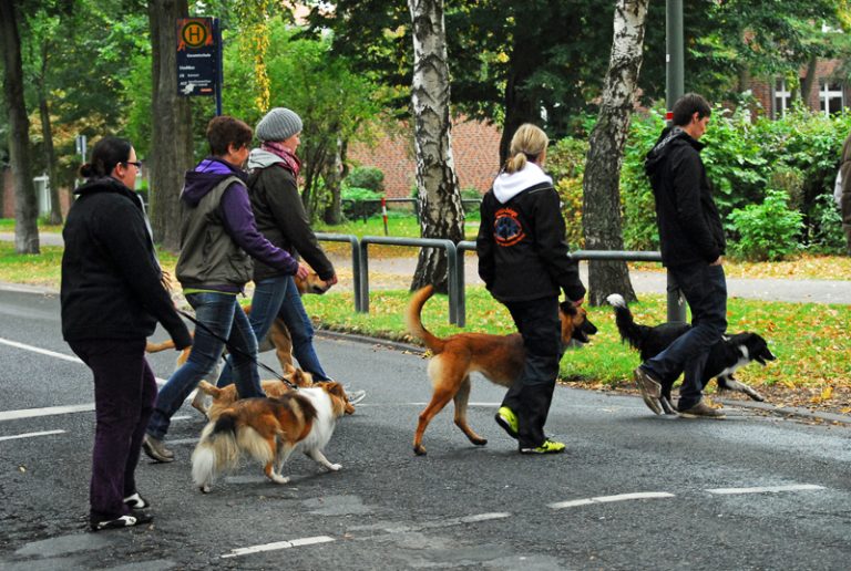 SocialWalk HUNDEZENTRUM DERHUND e.V.